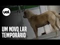 Cão que chorou por dono em hospital ganha novo lar