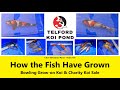 T.K.P. Telford Koi Pond - Video 186 - How the Fish Have Grown - Bowling Koi & Charity Koi Sale #koi