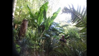 Our Banana Jungle in Canada