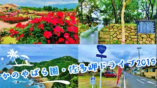 【旅行 Vlog83-1】かのやばら祭り2019春・佐多岬公園   (2019.5.16)