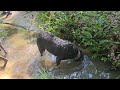 Creek run #labradorretriever #weimaraner #rescuedog #creeks #swimming swimm