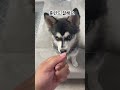 담보 강아지 폼스키 husky pomsky