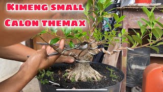 Membuat bonsai kimeng themax || tahap perantingan ‼️