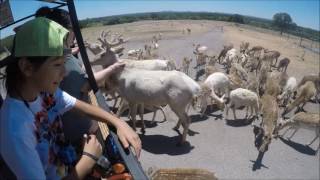 GoVenture Texas explores The Exotic Resort Zoo