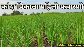 कांदा पिकाला पहिली फवारणी | कांद्याला स्वस्तात मस्त फवारणी Kanda pikala pahili favarni #milindbhor