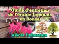 Une Guide d'entretien de l’érable Japonais en Bonsaï ( bonsaï d'extérieur )