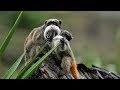 amazon wildlife in 4k animals that call the jungle home amazon rainforest heart music