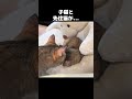 先住猫と子猫の日常　 shorts