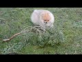 bamse the pomeranian