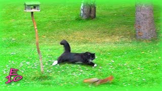 Cat chasing a squirrel