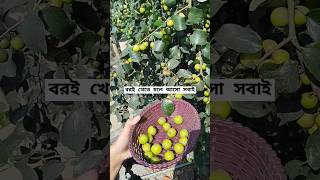 #নিজেদের গাছের বরই পাড়ার মজাই আলাদা