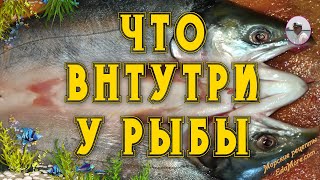 Что внутри у рыбы?