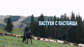 Документальный фильм «Пастухи с пастбища»