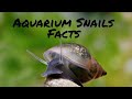 Aquarium Snail Facts (EDUCATIONAL)