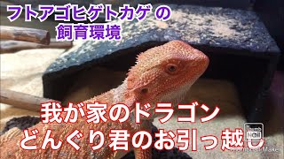 フトアゴヒゲトカゲ のどんぐり君が大きくなったのでお引っ越しをします。