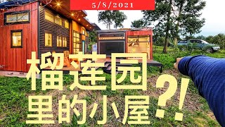 榴莲园里起一间小屋还是民宿呢?大家愿意来住吗? #榴莲 #泰国猫山王榴莲｜Vlog312