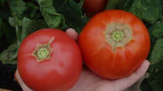 Tomato Comparison | Druzba and Eva Purple Ball