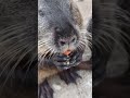 Нутрий стало ещё больше размножаются активно animals