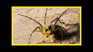 Eliminez les araignées de votre intérieur à l’aide de plantes