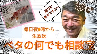 ベタの何でも相談室　2024年11月10日