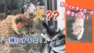 【かわいい動物】初めて他の動物を見る犬の反応が癒されるw  〜伊豆アニマルキングダム〜ホワイトタイガーの赤ちゃんも！