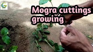 Mogra /jasmine cuttings growing at home /मोगरा की कटिंग्स लगाएं  घर पर /Gardening care