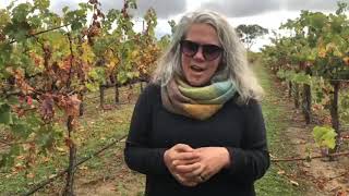 Sue's Coonawarra Cabernet Vineyard Tour