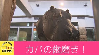 カバの歯磨きは…？命の誕生…そして別れ…円山動物園の舞台裏