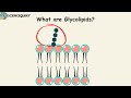 What are Glycolipids?