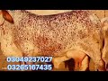 best cholistani cow quailty for sale in pakistan by shah muhmmad