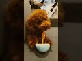 愛犬の夜食　美味しそう　 dog dogs doglover dogshorts トイプードル 夜食