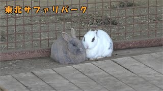 【東北サファリパーク】カイウサギとトウホクノウサギ