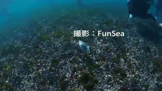 カンムリカイツブリ潜水の狩り