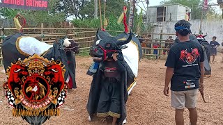 LEMBU JAGO SAKTI‼️PANAS FULL MBEROT | LIVE KALIANYAR WONOKOYO KOTA MALANG