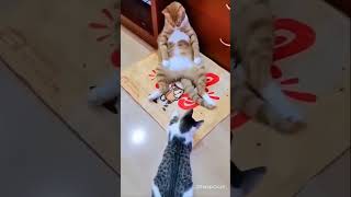Most Funny cats Video 2023 - You Laugh You Lose #cats #funny #lol #shorts