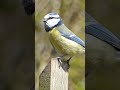 best talawat Bird sitting on wood خوبصورت آواز  #محمد_فاروق_بن_کامران #beautiful   #tilawet #surah