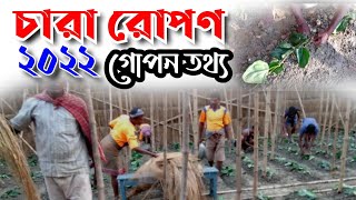 পান চারা রোপণ ২০২২ | নতুন তথ্য | pan paudhye ropon |how to plantation your betel leaf in large scale