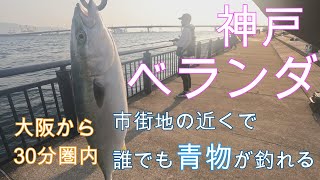 【ショアジギング】神戸ベランダ　初挑戦！初青物！！初心者でも簡単に釣れる青物回遊ポイント☆☆☆