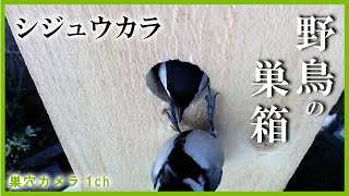 シジュウカラの巣箱 巣作り11日目 【Live 巣穴カメラ(1ch)】 2021/04/22