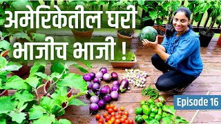 भाजीच भाजी - चला पाहुयात माझ्या घरच्या बागेतील भाजीपाला, Harvest Patio Vegetables !! #AmericaAndMe