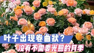 花友寄养果汁阳台，叶子出现卷曲状？没有不需要光照的月季！