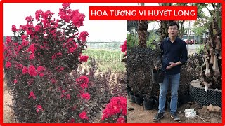 HOA TƯỜNG VI HUYÊT LONG [ Đỏ Rực Rỡ ] Đt/Zalo 0923916866