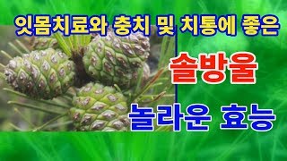 솔방울 놀라운효능