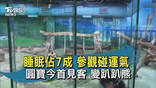 Q萌圓寶來了！遊客排長龍搶看超興奮｜TVBS新聞