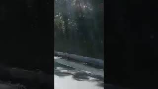 Leopard at Sathyamangalam to Thimbam Main Road #wildanimals #attack #viral #shorts