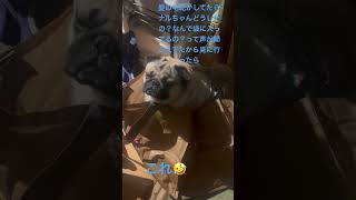 コストコの袋好き❤️パグ3歳11ヶ月 #pug #パグ #可愛い #パグ大好き #犬のいる生活 #パグの飼い方 #癒し