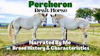 Gentle Giant Percheron Draft Horse Characteristics And History | Narrated By Me | SoTheAdventure