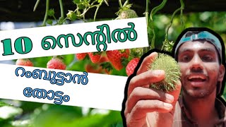 ഇവിടം  സ്വർഗ്ഗമാണ് 🥰 / varieties of  fruits / റംബൂട്ടന്റെ ഗുണങ്ങൾ  ശരിക്കും ഞെട്ടിക്കും 🙆‍♂️