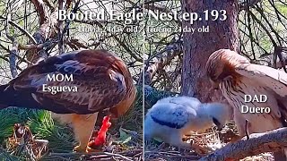 ep.193🦤Booted Eagle Nest／TODOS los Secretos Pollos Águila calzada @DIRECTO NATURA