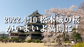 【2022.4.10 国宝松本の桜が満開】松本城公園～内堀～埋橋～外堀～太鼓門～黒門～本丸庭園～松本城～駒つなぎの桜まで回ってみました。満開の桜を約23分ノーカットでお楽しみください。